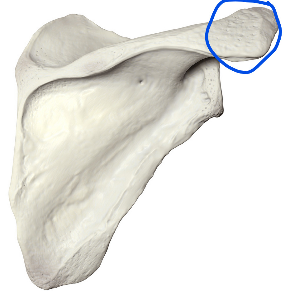 <p><span>Forms the highest point of the shoulder; serves as an attachment site for muscles like the deltoid and trapezius</span></p>