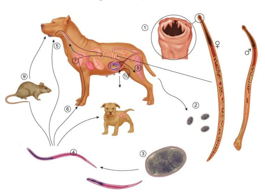 <p>life cycle of?</p>