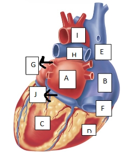 <p>identify and label the parts of the heart (ABCD are chambers and EFGHIJ are vessels)</p>