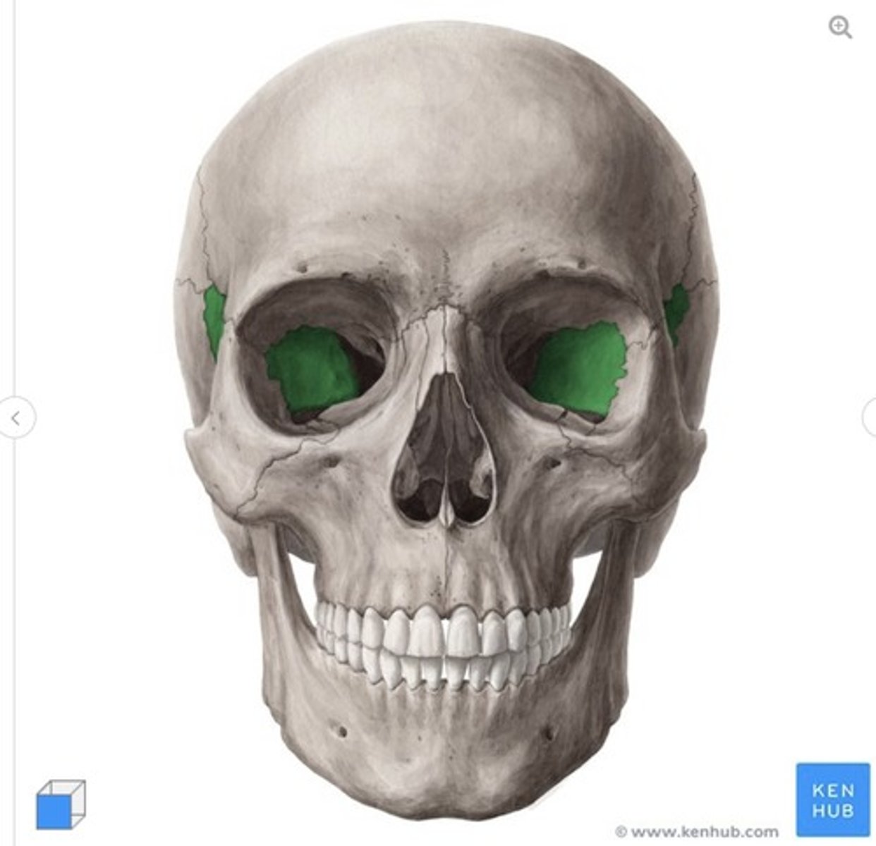 <p>what is this called and what bone is it on?</p>