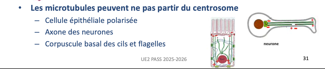 <ul><li><p><strong>Non.</strong></p></li></ul><ul><li><p>Exemples :</p><ul><li><p>Cellules épithéliales polarisées</p></li><li><p>Axone des neurones</p></li><li><p>Corpuscules basaux des cils et flagelles</p></li></ul></li></ul><p></p>