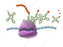 <p>What is this organelle?</p>