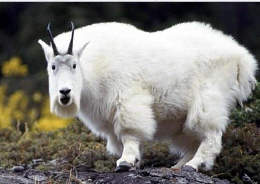 <p>Genus,species,habitat?</p>