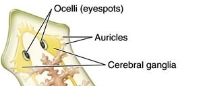 <p>concentrations of nerve cell bodies, located at the anterior end of the worm. they are associated with locomotion and sensory</p>
