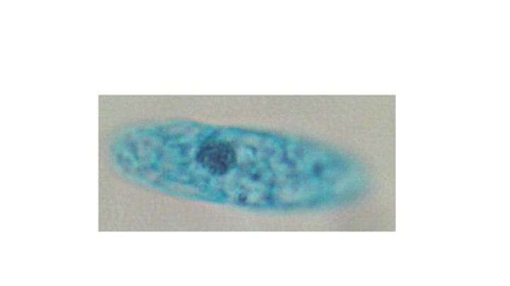 <p>What phylum does Euglena sp. belong to?</p>