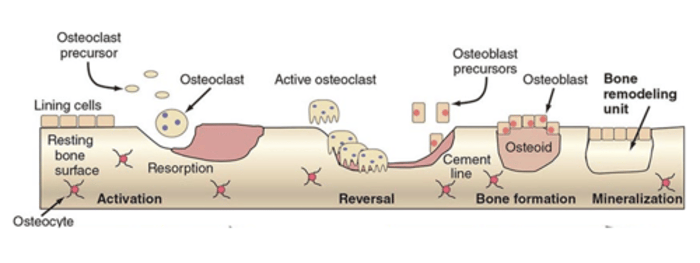 <p>Degradation versus <strong>lack of mineralization</strong></p>