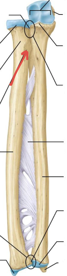 <p>what is this part of the radius?</p>