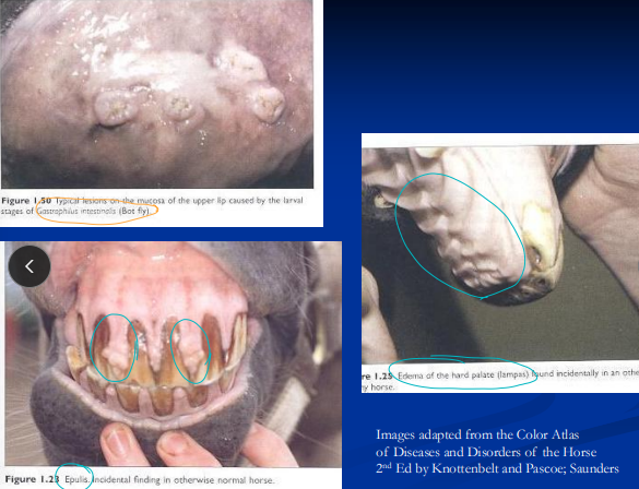 <p><span style="background-color: transparent;">Stomatitis & Glossitis</span></p>