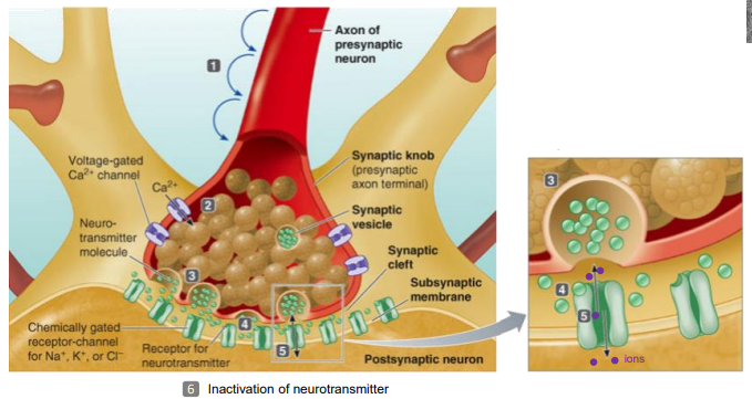 <ol><li><p>action potential reaches and depolarises axon terminal</p></li><li><p>depolarisation activates voltage gated, pre synaptic Ca<sup>2+ </sup>channels</p></li><li><p>localised calcium entry triggers fusion of synaptic vesicles to membrane, and exocytosis of neurotransmitters (NTs) from vesicles into the synaptic cleft</p></li><li><p>NTs diffuse into synaptic cleft</p></li><li><p>NTs bind to active receptors on the post synaptic membrane, eliciting response</p></li><li><p>NTs are inactivated</p></li></ol><p></p>