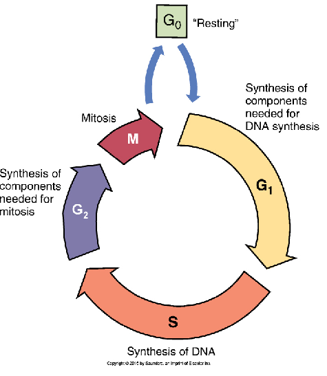 <p><u><span>Sequence of events that a cell goes through from one mitotic division to the next</span></u><span> <br>– G</span><sub><span>1</span></sub><span>: cell prepares to make new DNA<br>– S: DNA synthesis takes place<br>– G</span><sub><span>2</span></sub><span>: cell prepares for mitosis<br>– M: Mitosis occurs<br>• Daughter cells can then re-enter G</span><sub><span>1</span></sub><span> or enter the G</span><sub><span>0</span></sub><span> phase (a resting phase)</span></p>
