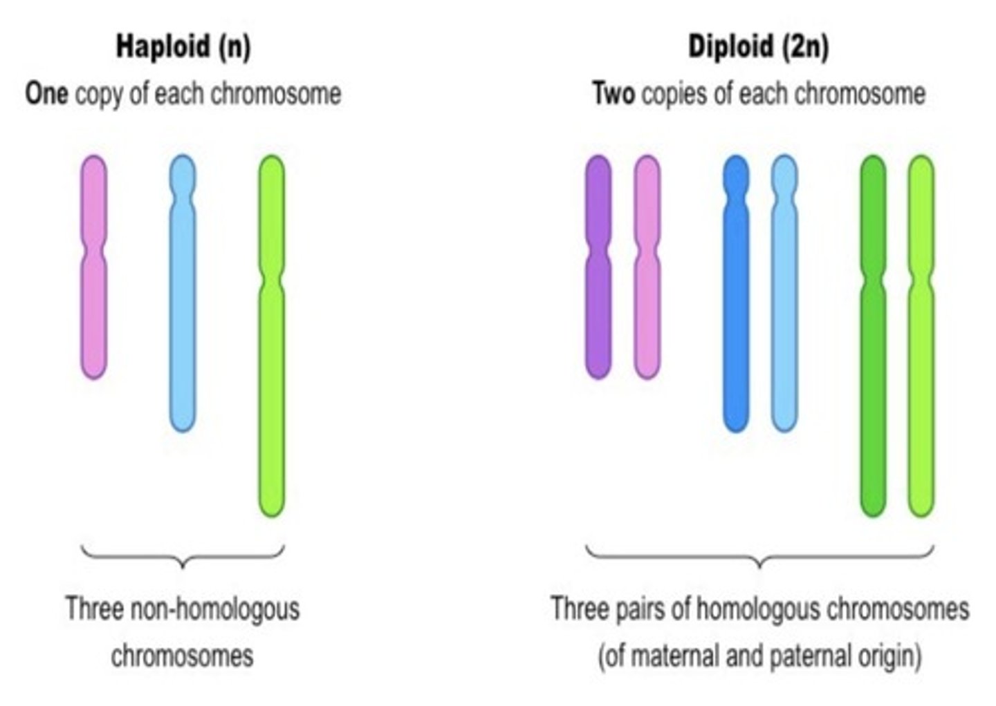 <p>A cell or organism that has paired chromosomes, one from each parent.</p>