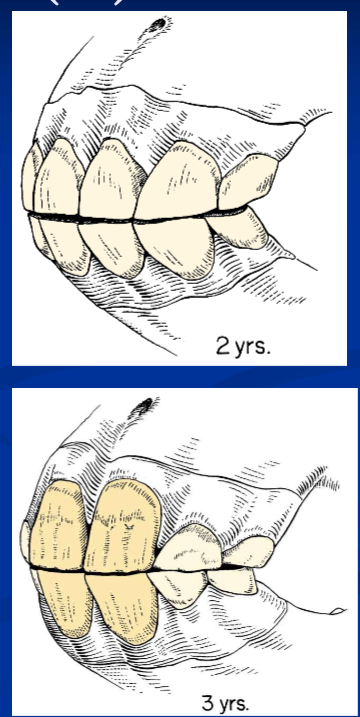 <ul><li><p>24 in total </p></li><li><p>the deciduous teeth are incisors and premolars; there are no deciduous molars </p></li><li><p>at 6 months there are 3 deciduous incisors and 3 premolars in each arcade; 4×6 = 24 teeth total (excluding any wolf teeth) </p></li><li><p>deciduous teeth are white with narrow neck </p></li></ul><p></p>