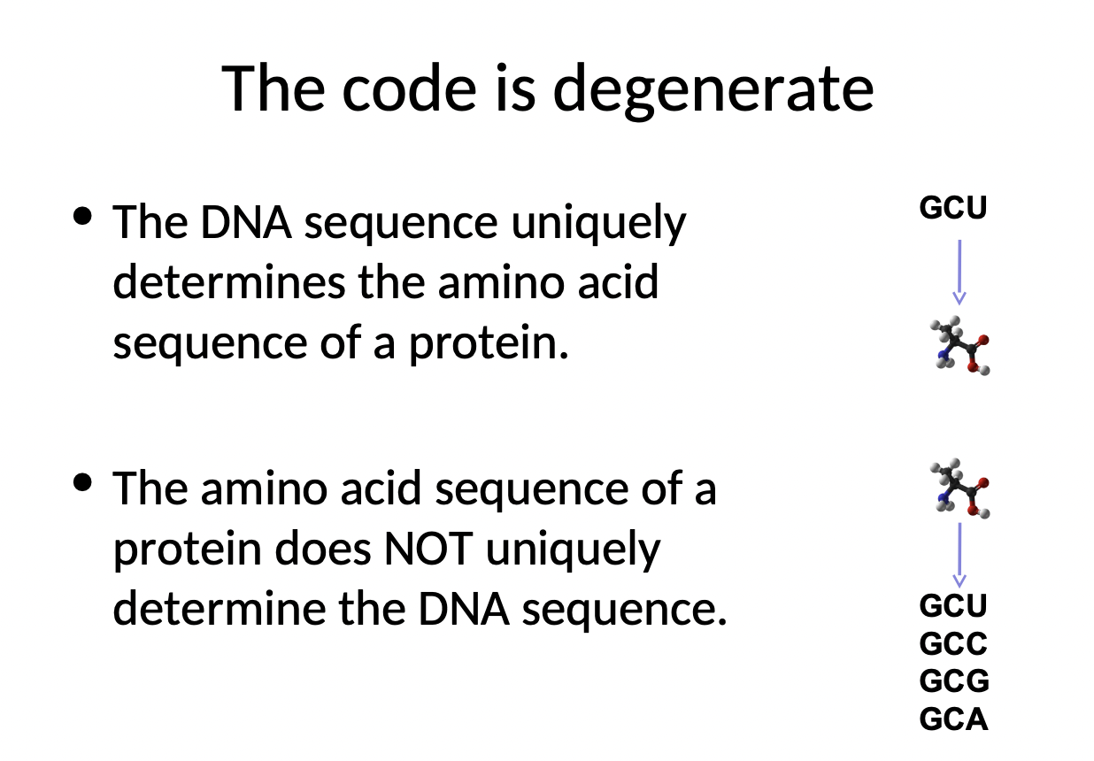 <ul><li><p>DNA sequence uniquely determines the amino acid sequence of a protein</p></li><li><p>amino acid sequence of a protein does not uniquely determine the DNA sequence</p></li></ul>