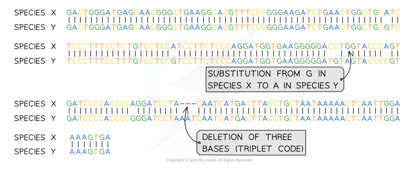 <p>A method used to determine the exact sequence of nucleotides in a DNA molecule.</p>