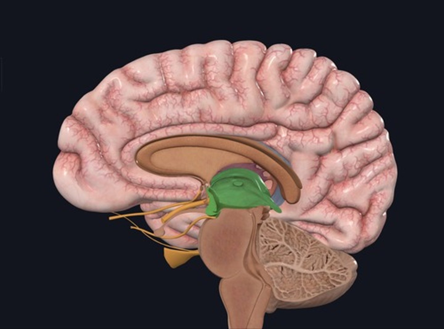 <p>Name this area of the brain highlighted green.</p>