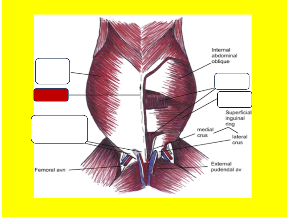 <p>Label the muscle</p>