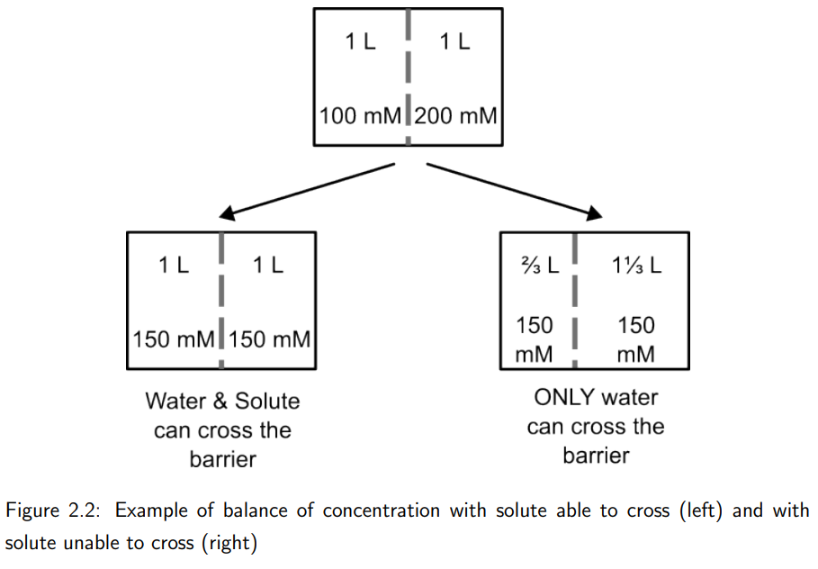 <p>Water moves to balance solute concentrations, resulting in unequal volumes. For example, if one solution is 100 mM and the other is 200 mM, water will flow into the higher concentration side until equilibrium is reached.<br><br>This could be described as “balancing water concentrations”.</p>