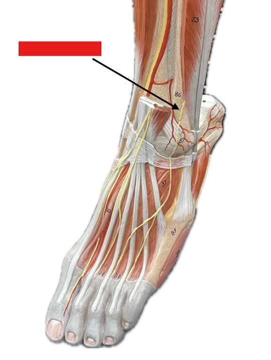 <p>Which nerve of the sacral plexus is:</p><ul><li><p>Lateral side</p></li><li><p>Neck of fibula</p></li></ul><p></p>