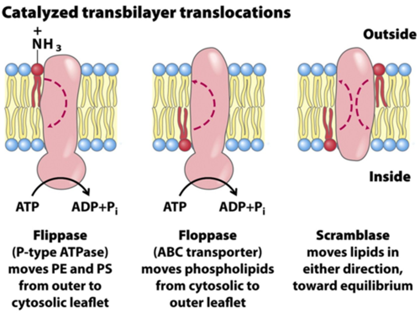 <p>Enzymes that catalyze transverse diffusion of lipids from one leaflet to another</p>