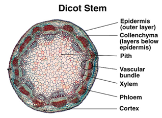 <p>xylem=inner layer (closer to pith)</p><p>phloem=outer layers (further from pith)</p><p>vascular bundles= organized in a ring outside of pith</p>