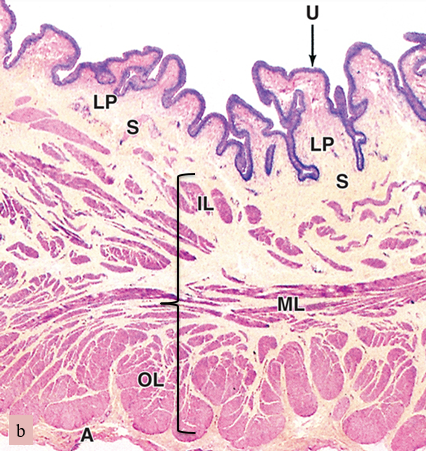 <p>S </p>