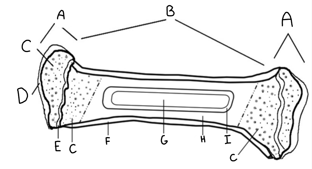 <p>Medulary cavity</p>