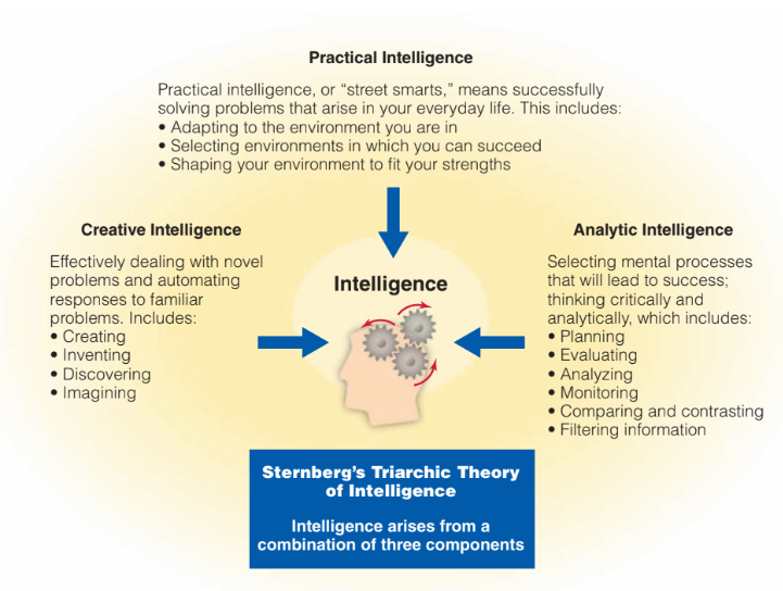 <ul><li><p>argument: IQ tests ignore how people produce intelligent answers</p></li><li><p>theory of successful intelligence: 3 components that jointly contribute</p><ul><li><p>practical intelligence: using your abilities to solve the problems encountered in everyday life</p></li><li><p>creative intelligence: response to new experiences, requires active information processing </p></li><li><p>analytical intelligence: focuses on information processing skills, traditional IQ test things</p></li></ul></li></ul><p></p>