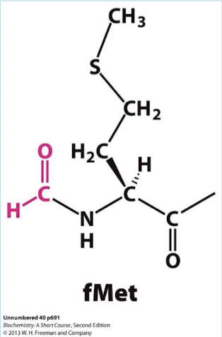 <p>N-formyl-methionine (fMet) and N-formyl-methionyl-tRNA (tRNAf). This one differs from the one that inserts methionine in internal positions, tRNAm).</p>