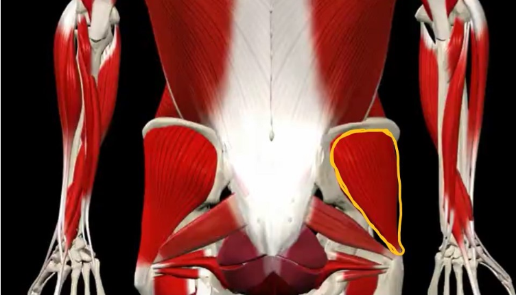 <p>What muscle is outlined in yellow in this image?</p>