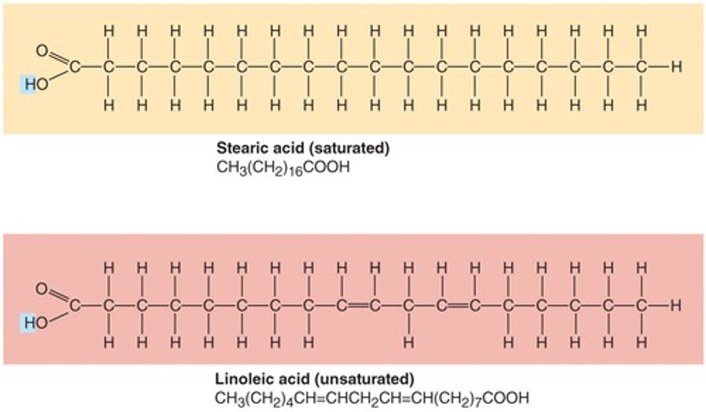 <p>Hydrocarbon chains with a 'Head' end possessing a carboxyl group (-COOH) that is hydrophilic and a 'Tail' that is a chain of 4 -24 carbons, where saturated means no double bonds and unsaturated means one or more double bonds.</p>