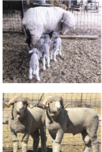 <p>Developed from spanish Merino, largest fine wool breed</p>