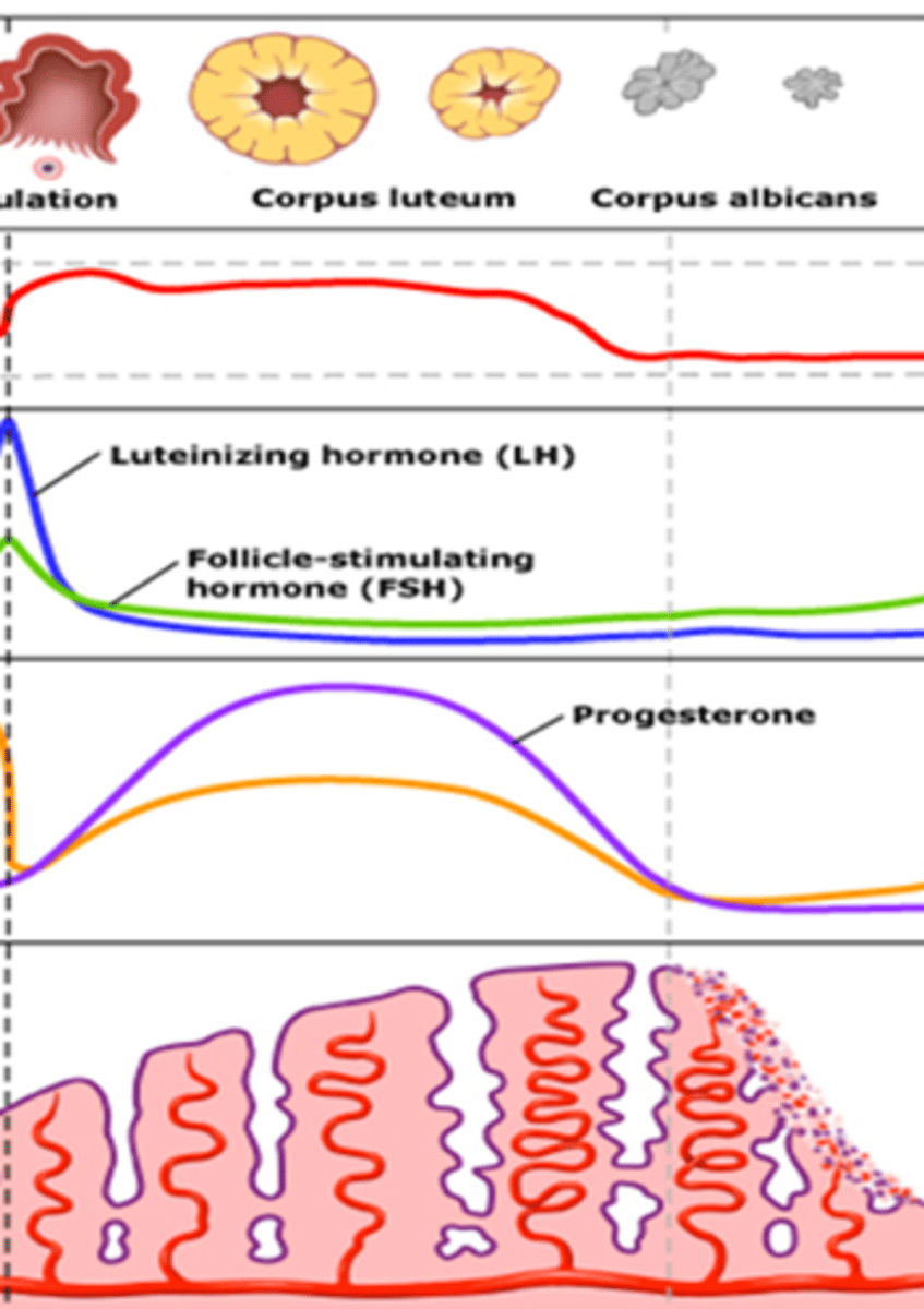<p>What stage of the repro cycle is shown?</p>