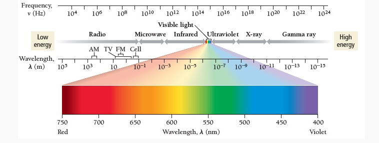 <p>Energy (in the form a “light”) travels through space by electromagnetic radiation</p><p>there are 7 types of EMR which togteher make up the electromagnetic spectrum</p><p>light (EMR) only differs in its energy, frequency, and wavelength</p><p>visible light only makes up a “sliver) of the spectrum</p><p>remember the complimnetary colors for visible light, use (and sound out) “VY BO GR”</p>