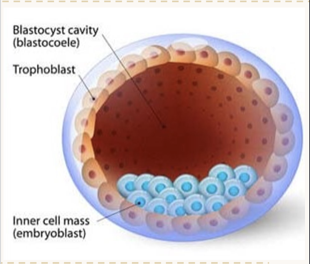 <ul><li><p><span><strong>Inner cell mass</strong>: <em>Develops into the  embryo (and human)</em></span></p></li><li><p><span><strong>Trophoblast:</strong> <em>Develops into the placenta</em></span></p></li></ul><p></p>