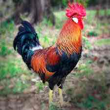 <p>Leghorn: Red wattle, white earlobes, and yellow skin</p><p>Class: Mediterranean</p><p>Egg color: White</p><p>Comb Type: Single or rose</p>