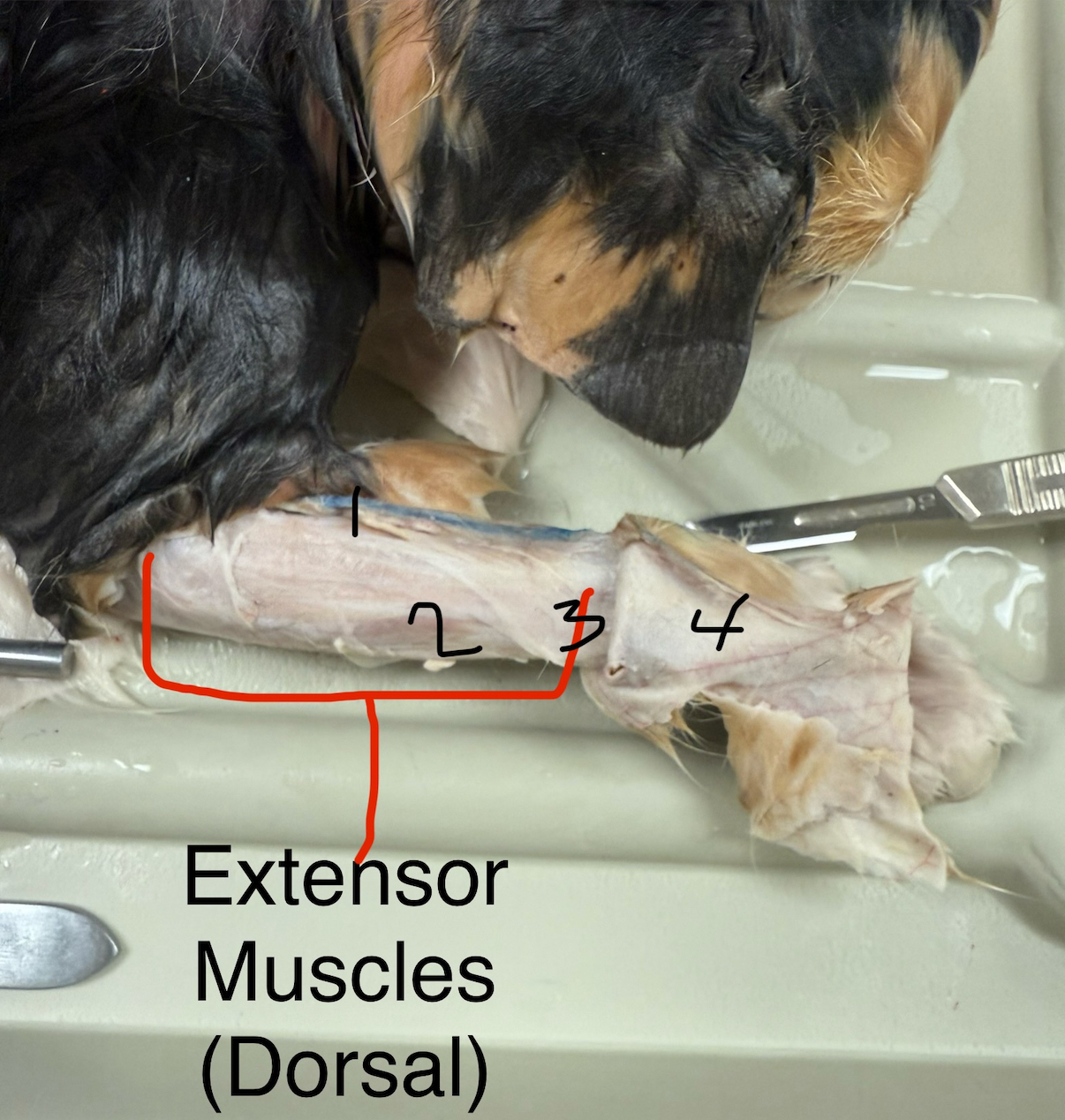 <p>(Cranial Aspect of Limb)</p><ol><li><p>Extensor carpi radials (midline): extends hands</p></li><li><p>Common digital extensor (midlineish; lateral): extends digits 2 &amp; 5</p></li><li><p>Lateral digital extensor (more lateral to previous): extends digits 2 &amp; 5</p></li><li><p>Extensor carpi ulnaris (most lateral to previous; near wrist): extends digit 5</p></li></ol><p></p>