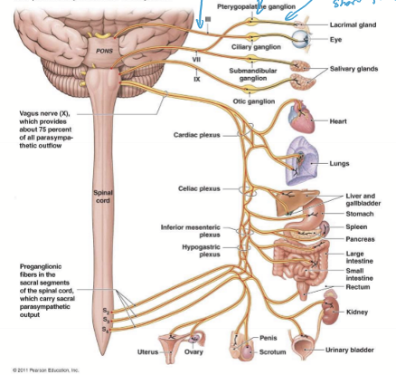 <p>CN: 3, 7, 9, 10, pregang cell bodies is CN Nuclei; Spinal Cord: S1-S3</p>