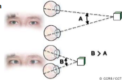 <p>the inward movement of the eyes that occurs when we look at nearby objects.</p>