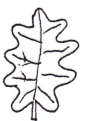 <p>Margin of leaf?</p>