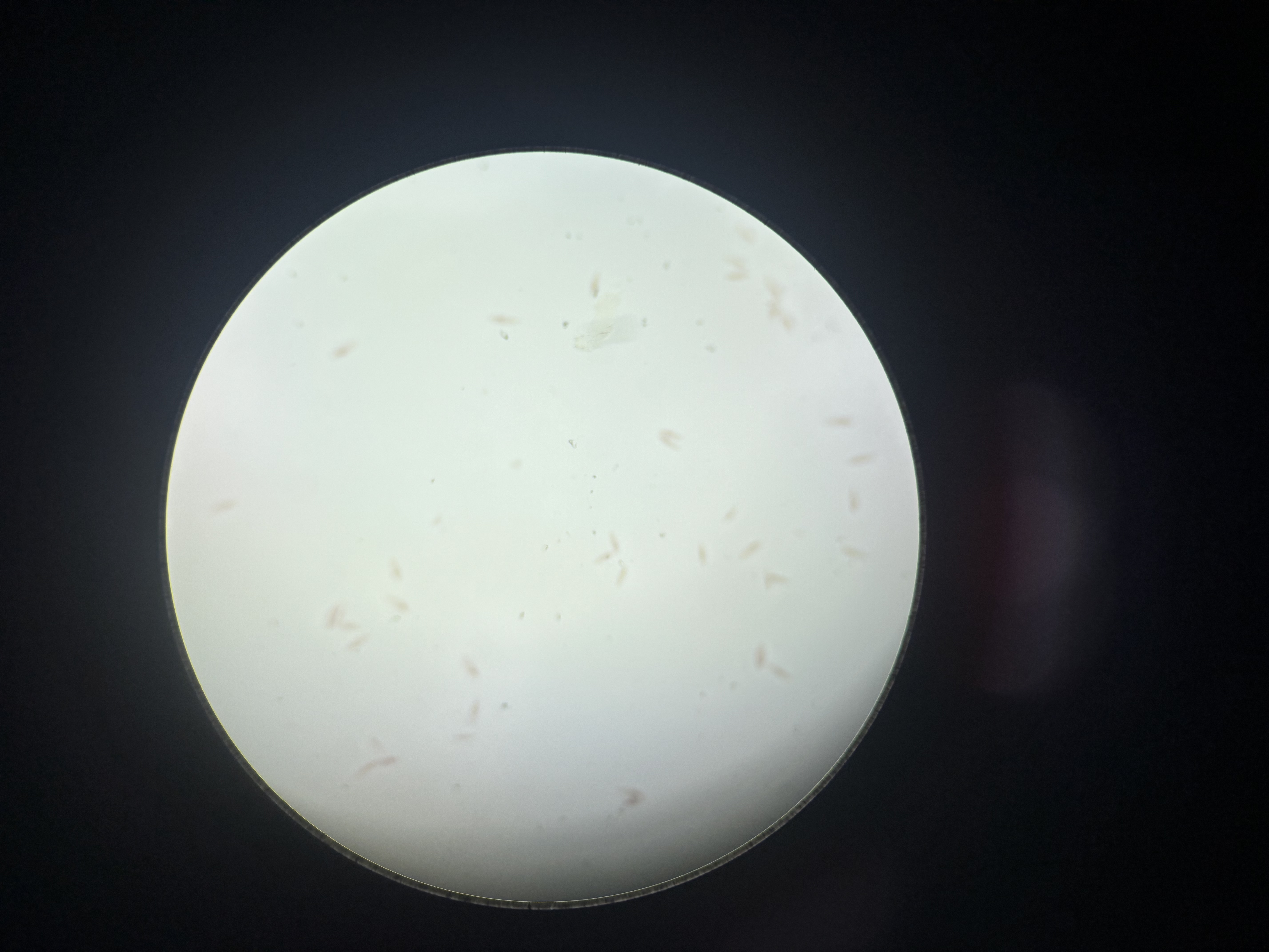 <p>Paramecium caudatum</p>