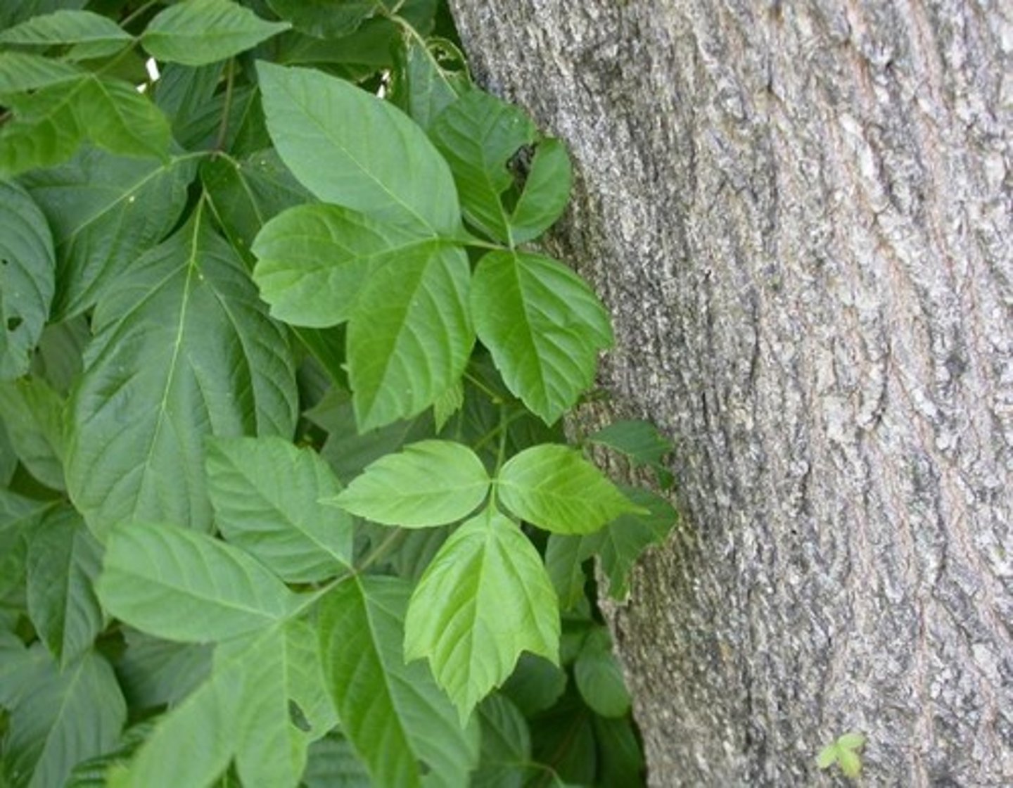 <p>opposite pinnately compound leaves with 3-5 leaflets resembling poison ivy or classic maple leaf</p><p>drooping raceme</p><p>paired samara</p><p>thin gray bark with interlacing ridges</p>