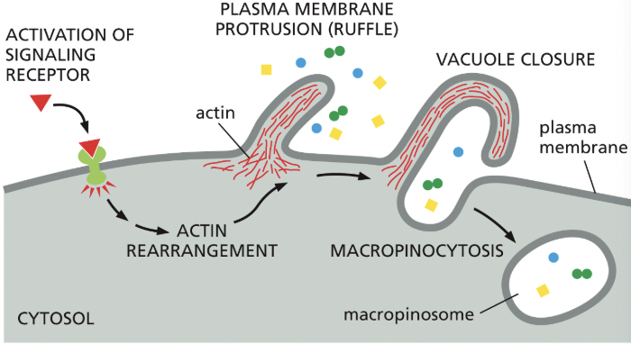 <p>cells can acquire nutrients from the extra fluid through this</p><ul><li><p>non-specific, “cell drinking”</p></li></ul><p></p>