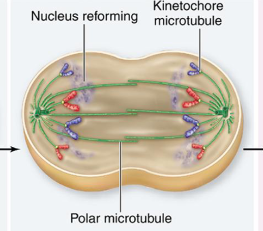 <p>Nuclear envelope reforms, nucleolus reforms, spindle breaks down, chromosomes uncoil, cytokinesis begins, 2 identical nuclei formed by the end</p>
