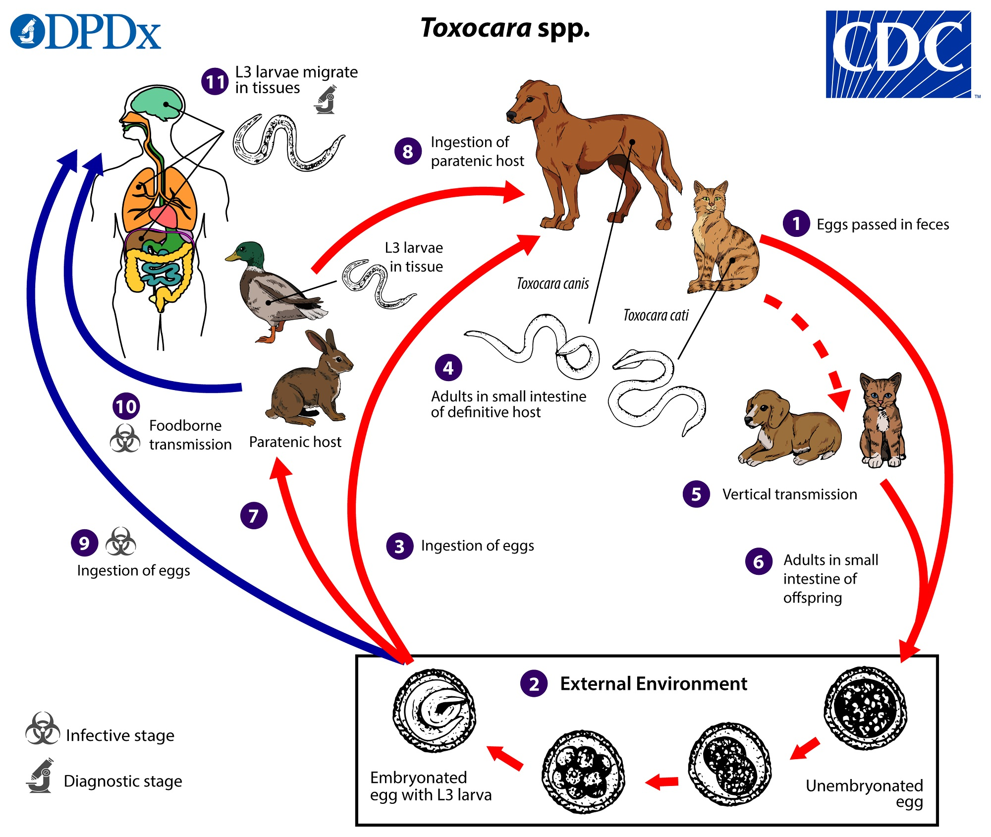 <p><strong>Toxocara canis</strong> (canis as there is dog in pic)</p><ul><li><p>direct LC, located in SI, diagnostic stage - umebryonated eggs in feces, infective - embryonated egg with L3</p></li><li><p>entero-hepato-pulmonal migration</p></li><li><p>FH: car (canis - dog, cat - cati, leonina - both), accidentally man</p></li><li><p>paratenic host: various small mammals, can be ingested by dogs (no development of parasite but remains infective)</p></li></ul><p><strong>Process</strong>:</p><ol><li><p>eggs shed in feces of FH</p></li><li><p>eggs embryonate in environment with L3 larvae</p></li><li><p>Eggs ingested by host → can be FH (dog) or paratenic host (mouse, rabbit etc.)</p></li><li><p>In FH - larvae mature into adults in SI</p></li><li><p>vertical transmission: adults can be transmitted from mother to offspring</p></li><li><p>L3 larvae can get to other tissues → liver, lungs and brain</p></li></ol><p></p>