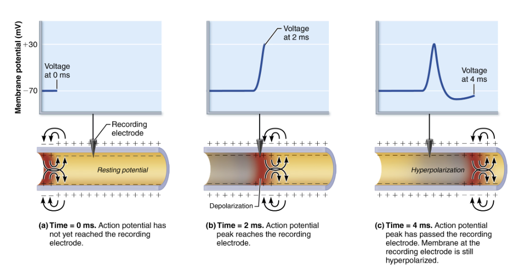 <ul><li><p><strong>Propagation</strong> allows AP to be transmitted from origin down entire axon length toward terminals </p><ol><li><p>Na+ influx through voltage gates in one membrane area local currents that cause <span style="color: blue"><strong>opening of Na+ voltage gates</strong></span> in adjacent membrane area</p><ul><li><p><span style="color: purple"><strong>Leads to depolarization</strong></span> of the area → which in turn causes depolarization in the next area </p></li></ul></li><li><p>One initiated an <strong>AP is self-propagating </strong></p></li><li><p>Since Na+ channels closer to the AP origin are still inactivated, no new AP is generated there </p><ul><li><p>AP occurs in a FOWARD DIRECTION </p></li></ul></li></ol></li></ul><p></p>