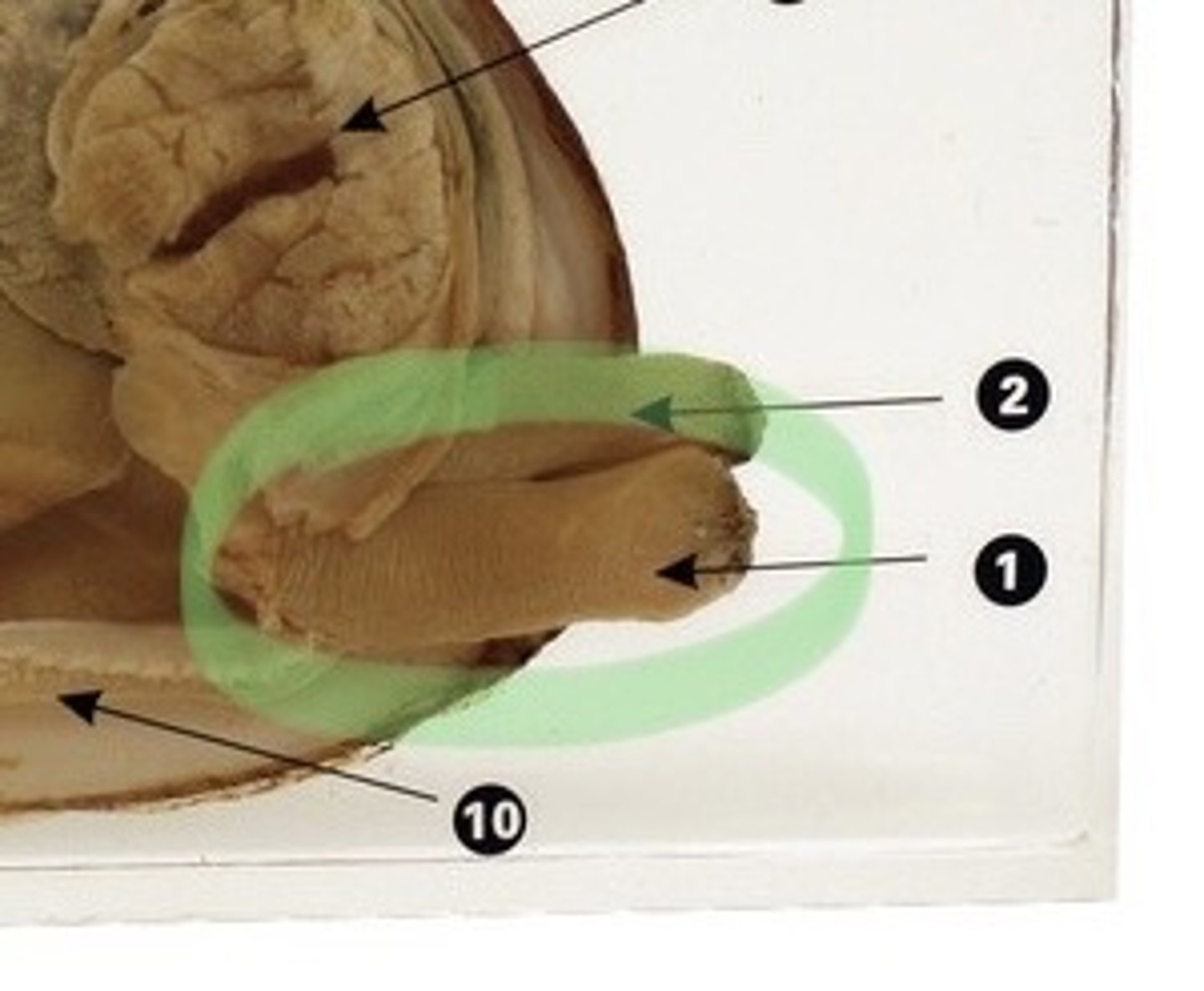 <p>siphons: move water in/out</p>
