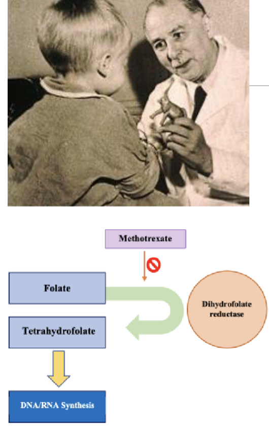 <p>Aminopterin and methotrexate are drugs that inhibit enzyme dihydrofolate reductase (role in folate cycle) thus reducing synthesis of nucleotides since no THF</p>