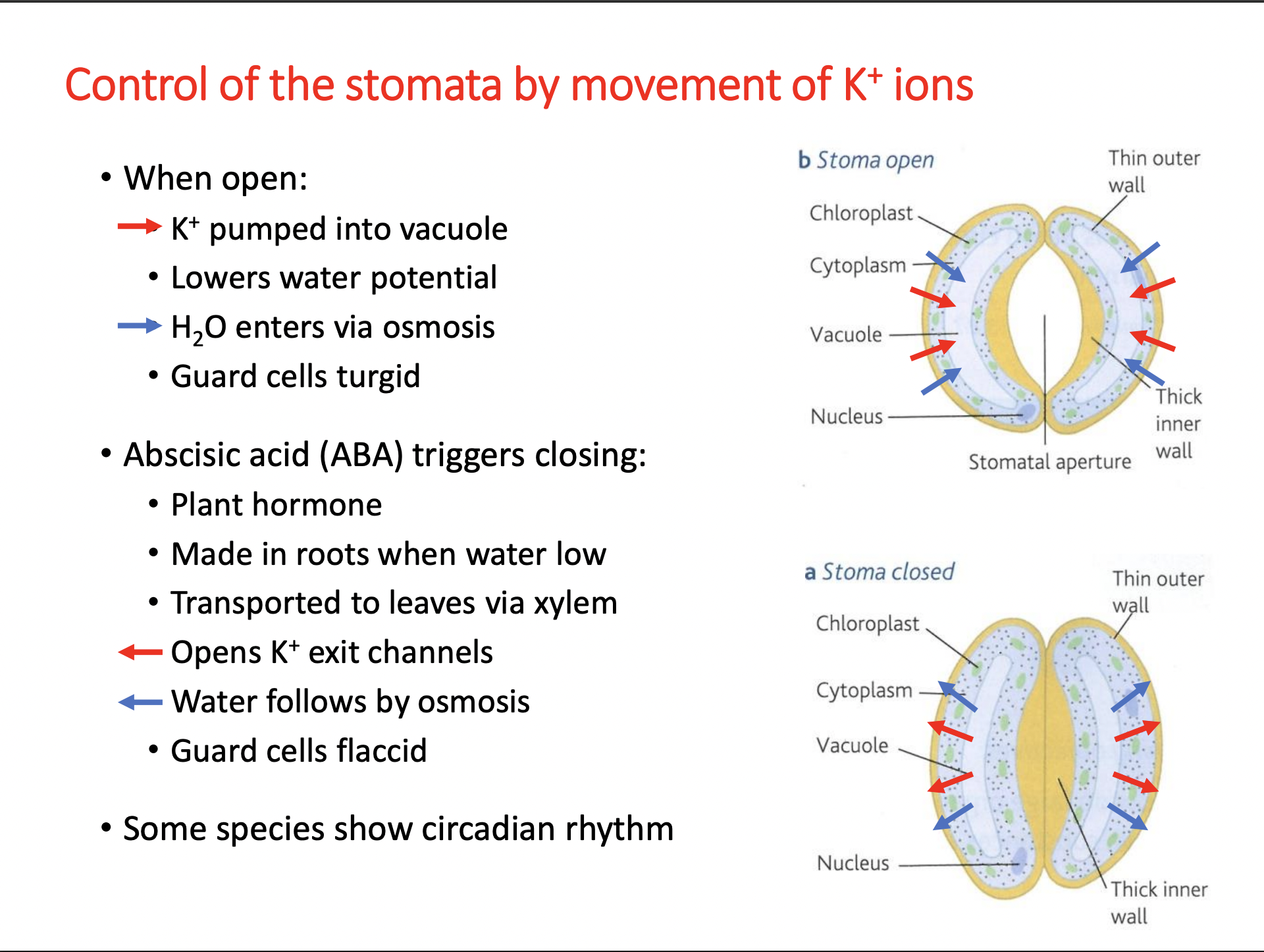 <p>Stomata open </p><ul><li><p>in guard cells we have k+ pumps </p></li></ul><ul><li><p>pump k+ into vacuoles of these stomata</p></li><li><p>decreases water potential </p></li><li><p>therefore water enters via osmosis</p></li><li><p>causing the guard cells to become turgid</p></li><li><p>as the cells swell up and get turgid and they open up the stomata creating that pore like structure</p></li></ul><p></p><p>What happens if the plant is dehydrated/not waterd</p><ul><li><p>roots sence that ther’s no water and they make abscidic acid</p></li><li><p>this is transported to the leaves via the xylem which open the k+ exit channels</p></li><li><p>this increases the water potential because the k+ ions have gone out - when k+ passes out, so does the water via osmosis</p></li><li><p>guard cells become flaccid which makes them&nbsp;“flop” back into the middle and close the pore&nbsp;</p></li></ul><p></p>