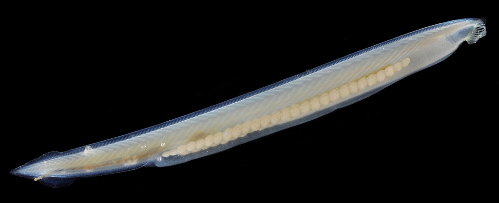 <p>Subphylum Cephalochordata</p>