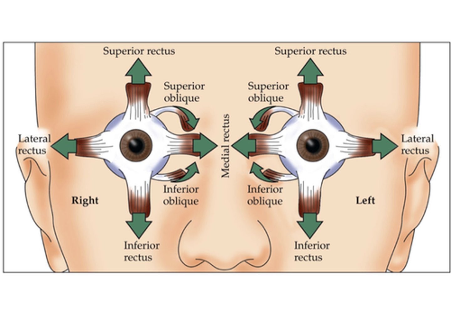 <p>lateral rectus (6 - abducens)</p><p>superior rectus ( 4 - trochlear)</p><p>superior oblique (4 - trochlear)</p><p>inferior oblique (3 - oculomotor)</p><p>medial rectus (3 - oculomotor)</p><p>inferior rectus (3 - oculomotor)</p>